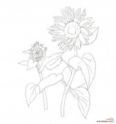 沉漠的爱花语代表什么？它传达了怎样的情感？