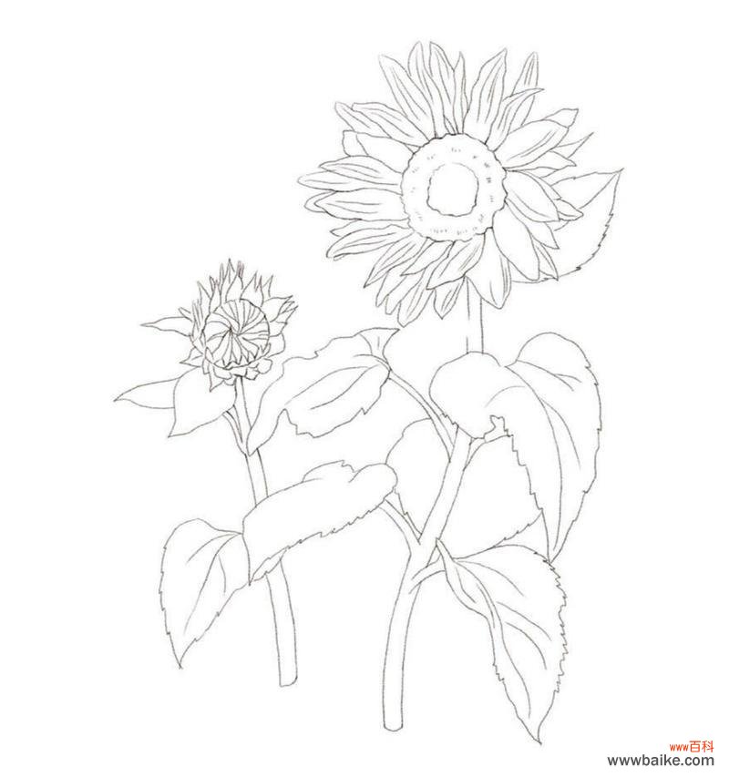 沉漠的爱花语代表什么？它传达了怎样的情感？