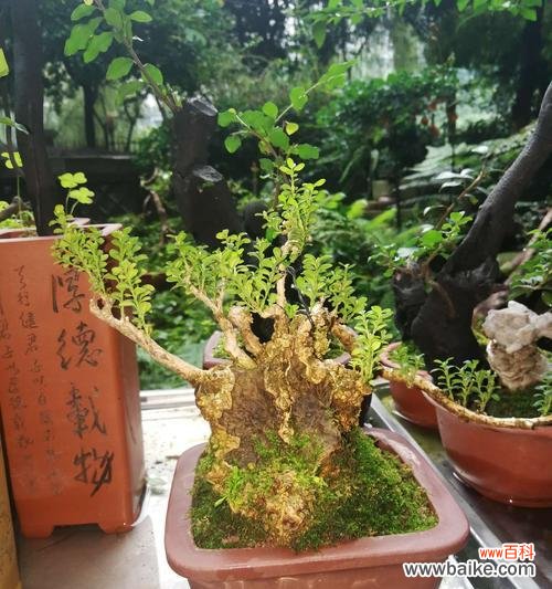 森林之王绿植花语代表什么？如何正确解读？