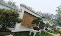 森林之王绿植花语代表什么？如何正确解读？