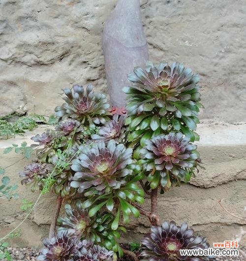 花语代表危险的树木是什么？这种花的花语是什么？