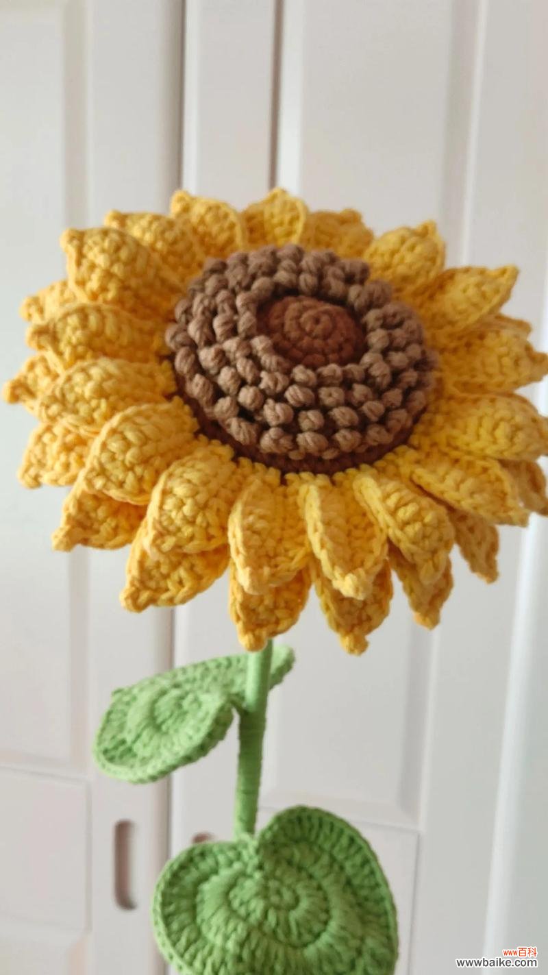 向日葵有哪些品种？它们各自的花语特点是什么？