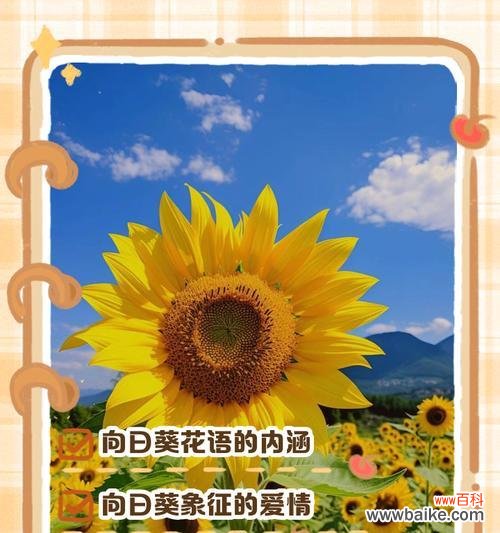 向日葵有哪些品种？它们各自的花语特点是什么？