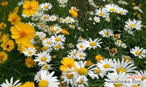 一朵雏菊的传递与表达 绿色雏菊花语的美丽意涵