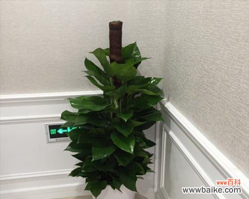 以绿萝柱为象征，探讨生命的坚持与希望 绿萝柱——生命的坚韧与希望