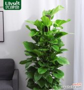 以绿萝柱为象征，探讨生命的坚持与希望 绿萝柱——生命的坚韧与希望