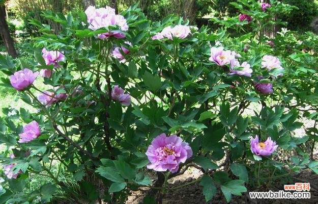 美丽绽放的绿色牡丹花,传递着什么样的信息? 绿色牡丹花的寓意与意义