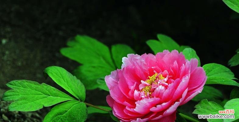 美丽绽放的绿色牡丹花,传递着什么样的信息? 绿色牡丹花的寓意与意义