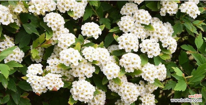 用一朵花传递情感和祝福 麻叶绣线菊花语传递的美好寓意