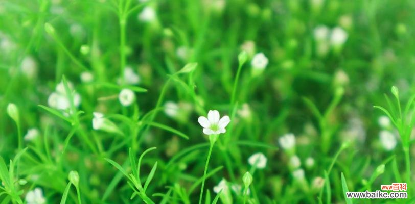 绚丽多彩的花卉，传递无限祝福 绿色满天星花语，祝福与希望的象征