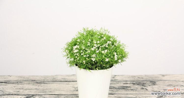 绚丽多彩的花卉，传递无限祝福 绿色满天星花语，祝福与希望的象征