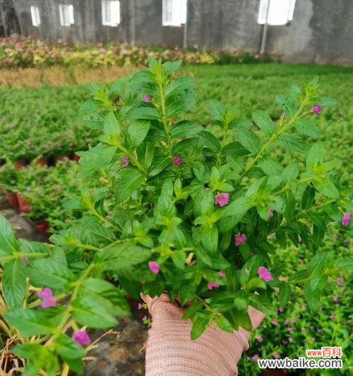 绚丽多彩的花卉，传递无限祝福 绿色满天星花语，祝福与希望的象征