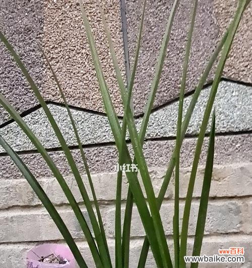 与大自然对话，领悟花语之妙 绿色惠兰花语——感受自然之美