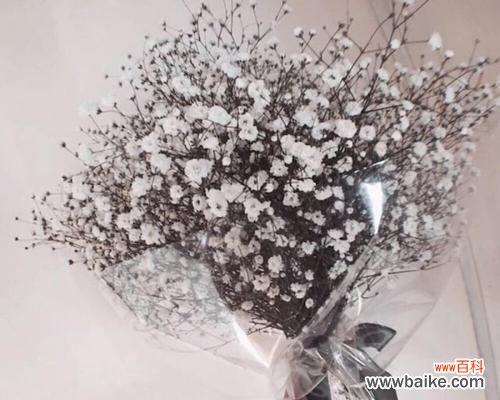 星光璀璨，寓意深远——满天星的美丽与内涵 满天星的象征与意义