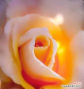 探索花朵与情感之间的联系 玛利亚玫瑰花语的深层含义