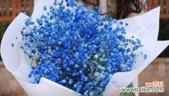 绽放如星辰，诉说深情的满天星花 满天星的花语与传说