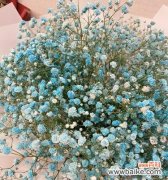 探寻满天星红色花语的浪漫与激情 满天星的红颜色花语