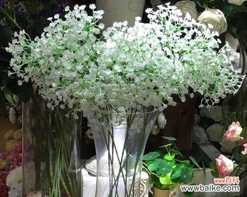 绚丽多彩的满天星花海,映照出大自然的无尽魅力 满天星