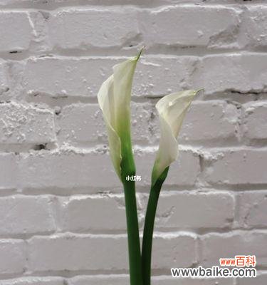 传承生命之美，展示坚韧与纯净 马蹄莲的特点与寓意