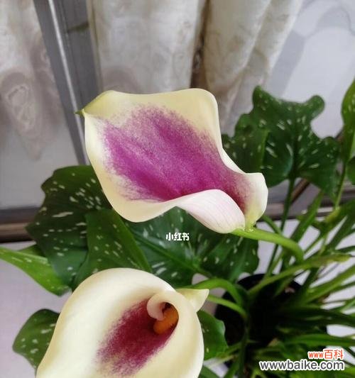 传承生命之美，展示坚韧与纯净 马蹄莲的特点与寓意