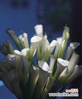 传承生命之美，展示坚韧与纯净 马蹄莲的特点与寓意