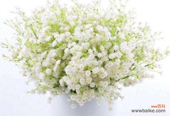 揭示满天星的神秘与美丽/花卉中的守护者 满天星的象征意义及其重要性