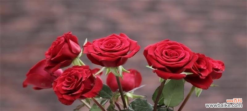 用花语诉说你的心意 红玫瑰之语