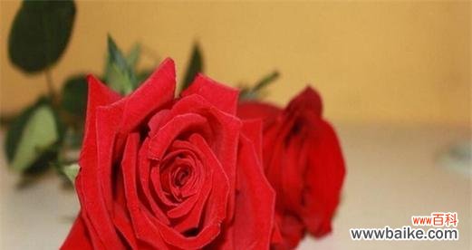 深入解读红玫瑰花语 红玫瑰花语大全及寓意