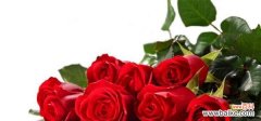 红玫瑰 红玫瑰的花语与传说