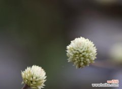 传统与神秘的相遇 红牡丹与紫牡丹花语的奇妙之旅