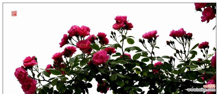 红蔷薇花语的深刻寓意与传承 红蔷薇