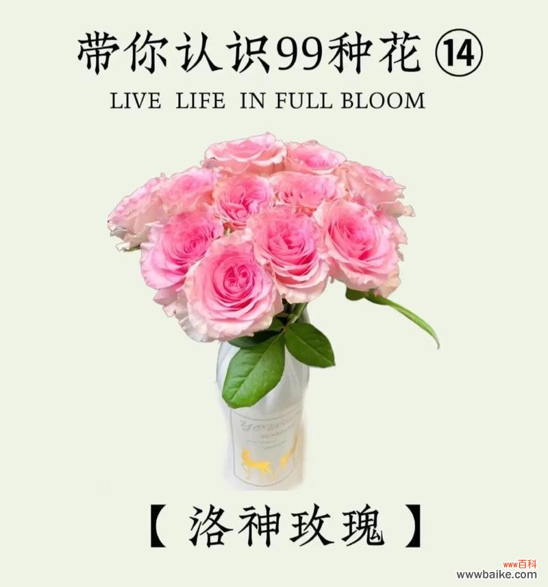 漂亮的玫瑰花语是什么?它代表了什么?