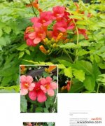 天天炫耀的花语含义是什么？炫耀时应该选择哪种花？