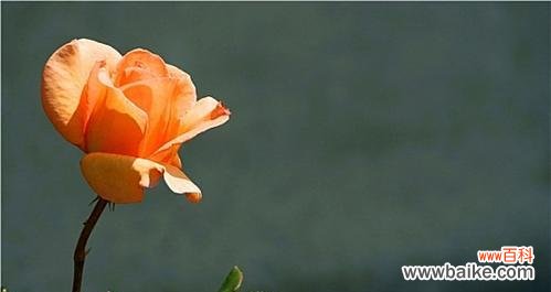 橙子珠子玫瑰花有何寓意？如何表达热情的爱？