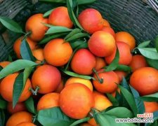 橙子珠子玫瑰花有何寓意？如何表达热情的爱？