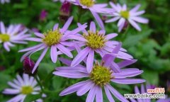 紫菀中药的花语有何特别之处？它代表了什么？