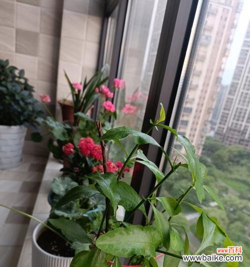 蓝雪兰花语寓意是什么？蓝雪兰代表了哪些美好寓意？