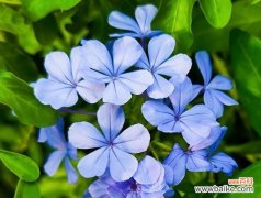 蓝雪兰花语寓意是什么？蓝雪兰代表了哪些美好寓意？