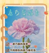 送花3朵康乃馨花语是什么？它表达了怎样的情感？
