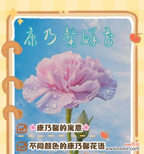 送花3朵康乃馨花语是什么？它表达了怎样的情感？