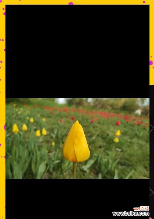 郁金香的花语是什么?它有何特别含义?