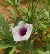 蕃薯花的花语是什么？这种花象征着什么？