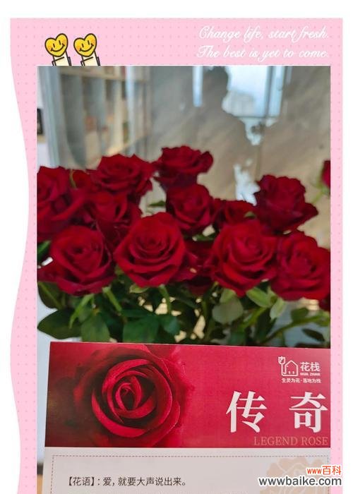 红玫瑰与其他花搭配的花语是什么？