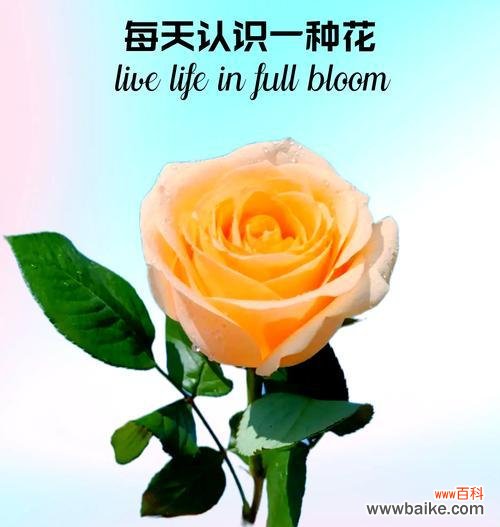 香槟玫瑰与橙芭比玫瑰的花语有何不同?