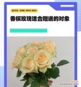 香槟玫瑰与橙芭比玫瑰的花语有何不同？