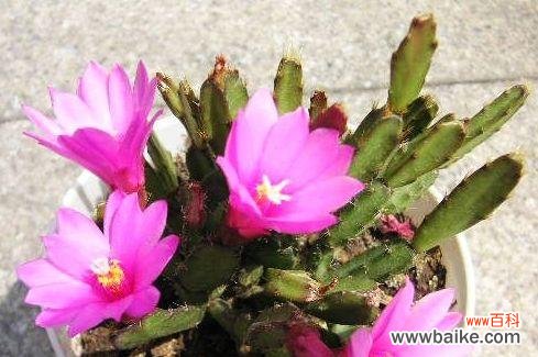 探寻毛蟹爪兰背后的花语魅力 毛蟹爪兰的花语及其意义