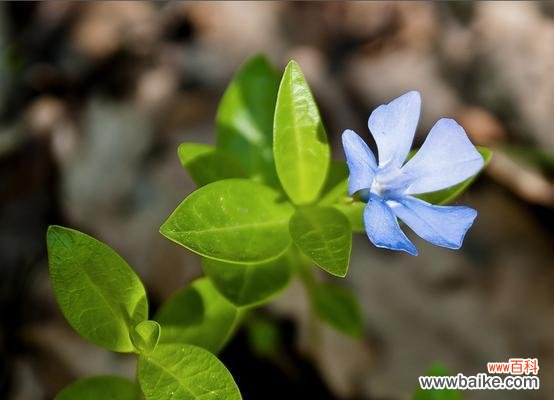 绽放在岁月长河中的芬芳与希望 蔓长春花