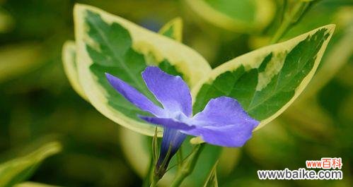 绽放在岁月长河中的芬芳与希望 蔓长春花