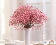 以满天星勿忘我花语为主题的花卉文化探析 满天星勿忘我花语