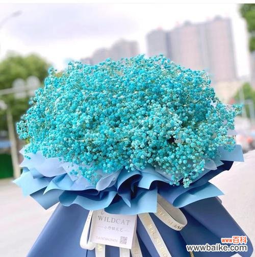 探寻满天星鲜花的深刻寓意和传统象征 满天星鲜花的象征意义与文化内涵